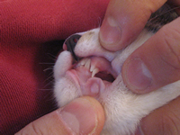 犬歯（？）生え変わり途中＠ちゃま