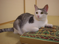 ちゃま（初代）