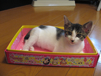 ちゃま＠２代目